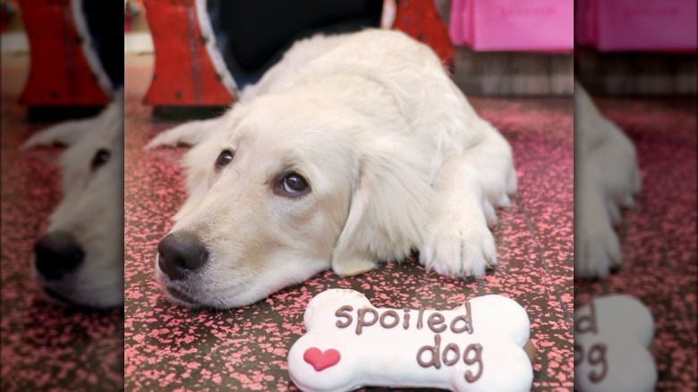a dog lying next to a cookie that says "spoiled dog".