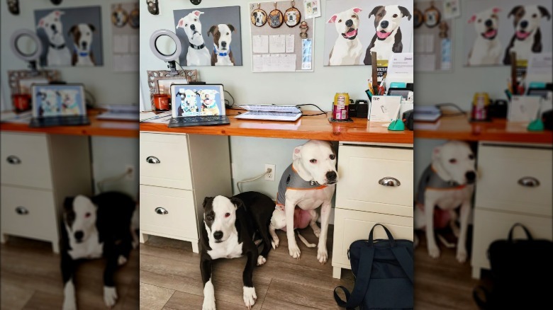 two dogs sitting under a desk covered in photos of them.