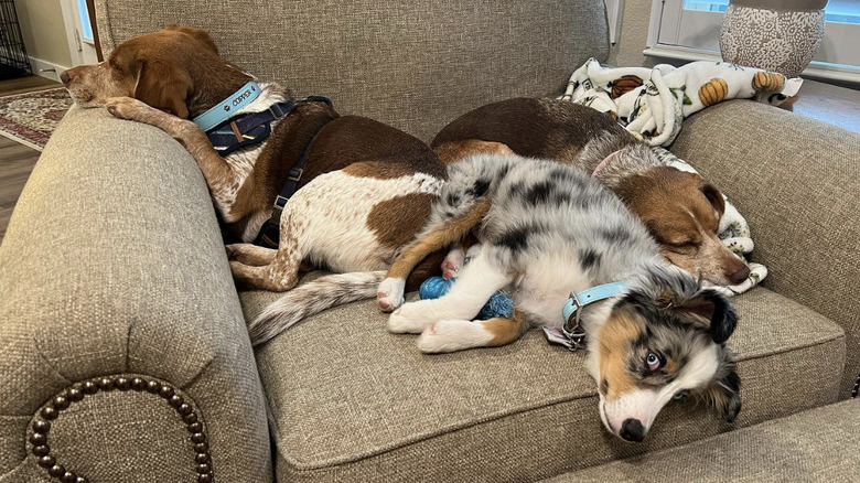 three dogs looking comfy on a big armchair.