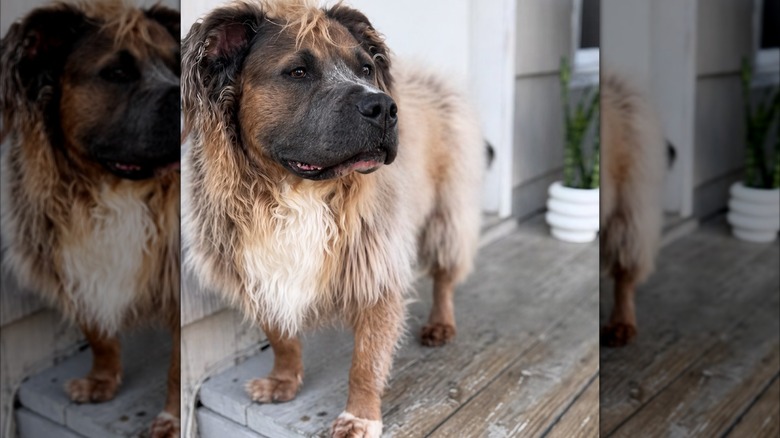 A squat, fluffy dog standing on a porch.