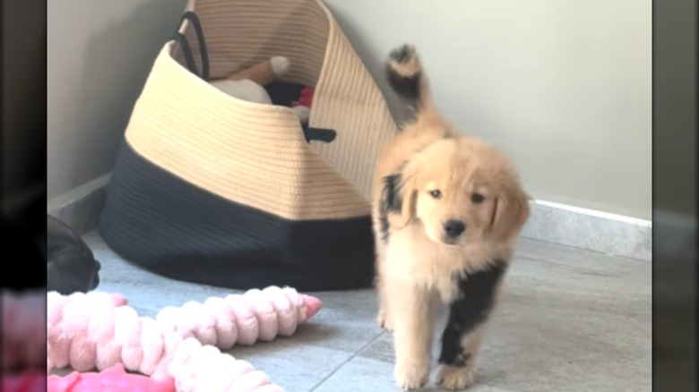 A golden retriever with black fur patches standing by a large purse.