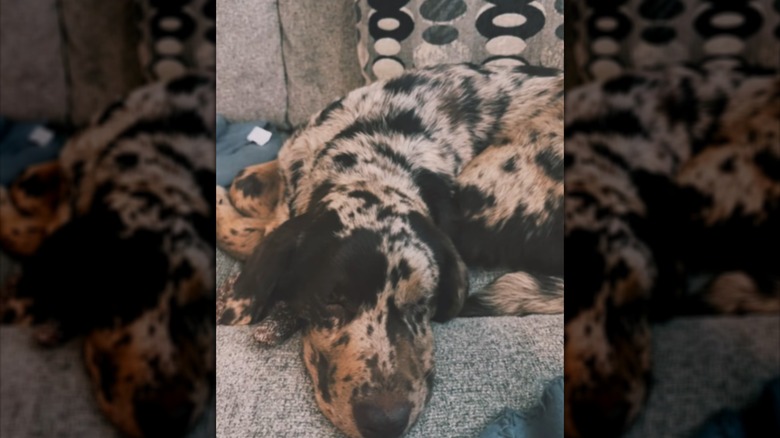 A mosaic lab sleeping on a couch.
