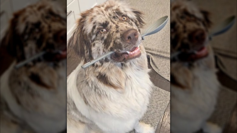 A sandy-colored dog sitting in a kitchen with a spoon in its mouth.