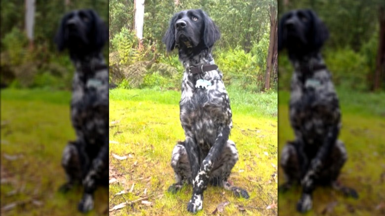 A bkack-and-wait dog sitting in a grassy field.