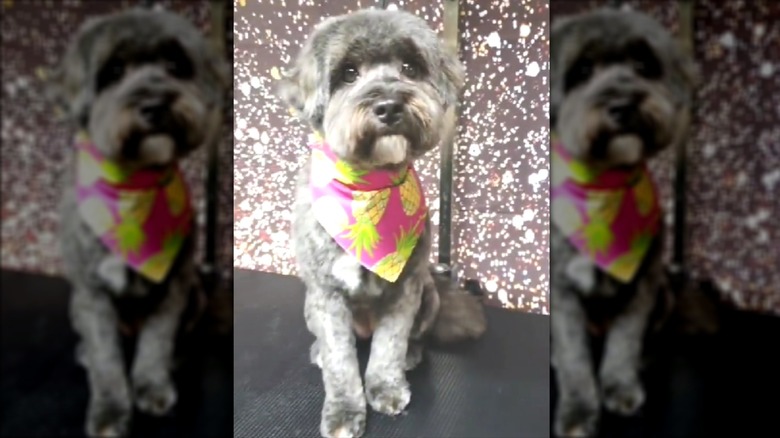 A small two-tone dog in a bandana sitting on a groomer's table.