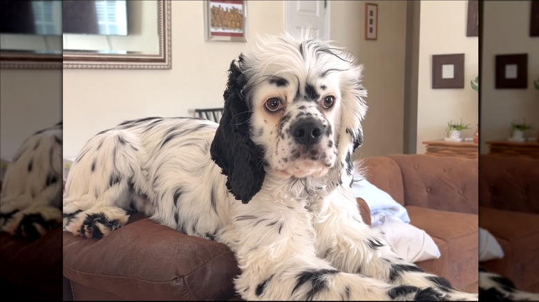A regal black-and-white dog sitting on the arm of a couch.