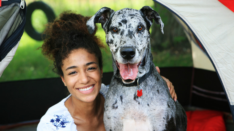 A smiling woman sitting inside a tent with a merle great Dane.