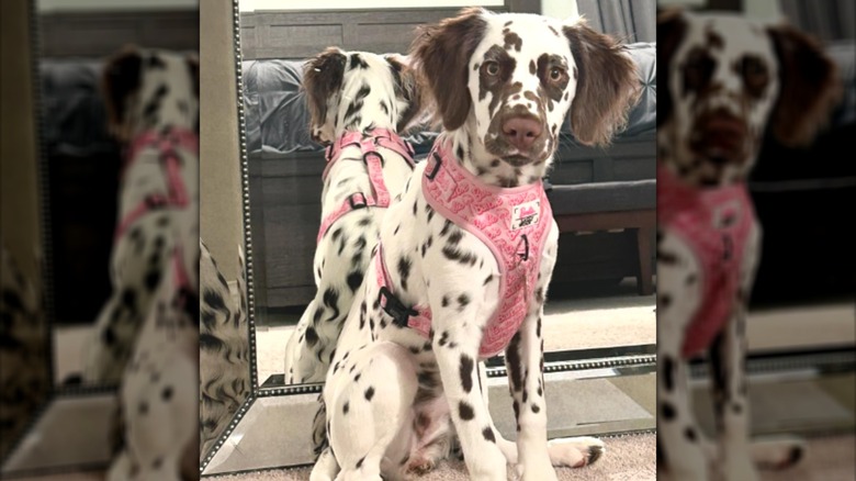 A ehite dog with briwn spots wearing a pink warness.