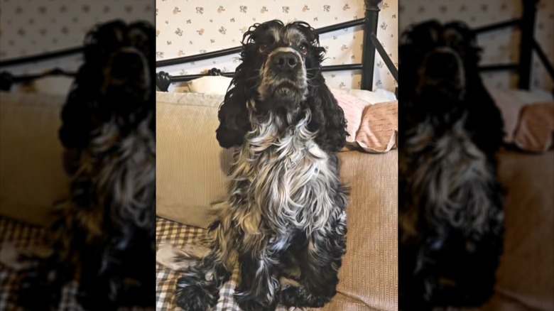 A silky-haired dog sitting on a couch.
