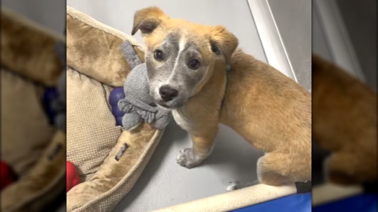 A puppy with golden fur and an gray face standing next to a pet bed.