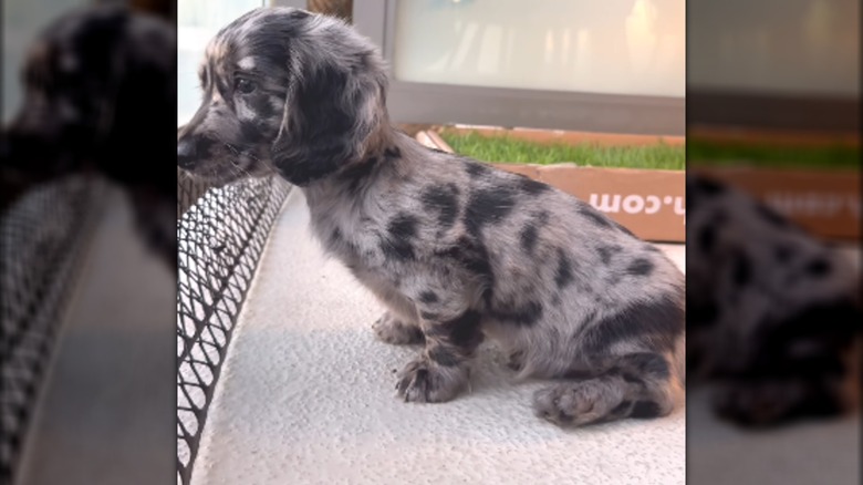 A blue merle dachshund looking over a rail.