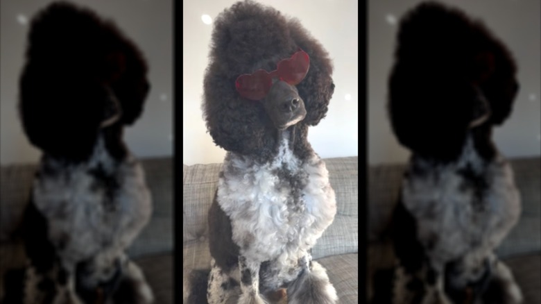 A curly-haired poodle in red sunglasses sitting on a couch.
