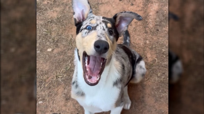 An open-mouthed, multi-colored dog sitting in the dirt.