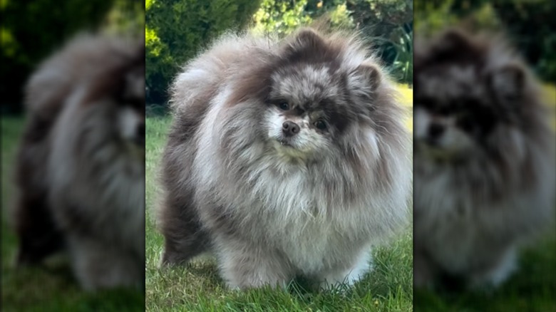 A fluffy pomeranian standing outside.