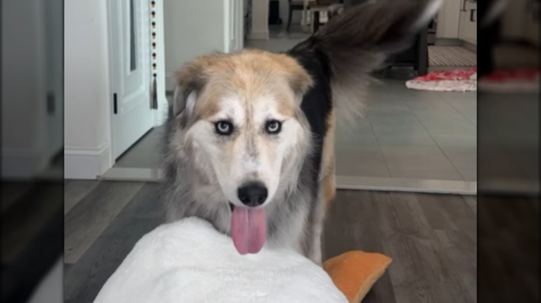 A large dog sticking its tongue out indoors.