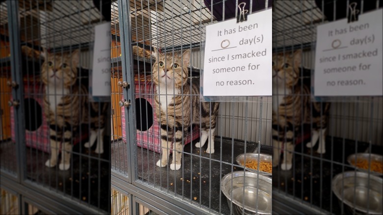 Cat in cage next to sign that reads "It has been 0 days since I smacked someone for no reason."