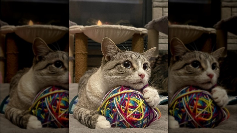 Gray and white cat resting their head on a big ball of colorful string.