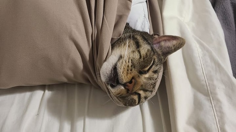 Content cat sleeping in a pillow case, with only their head sticking out.