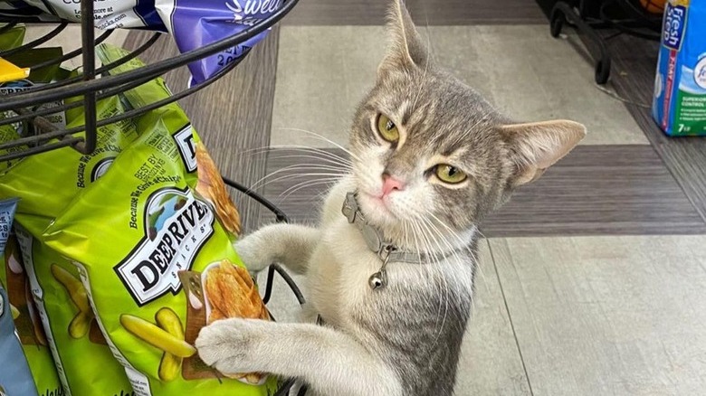 Bodega cat pawing at a bag of pickle-flavored potato chips.