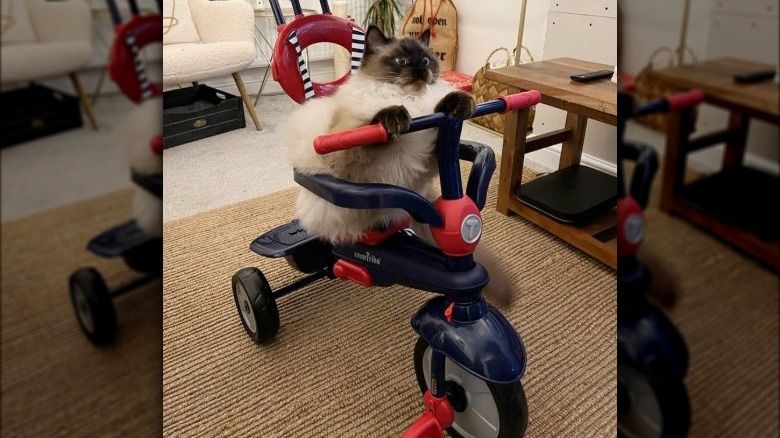 Siamese cat sitting on a bicycle.