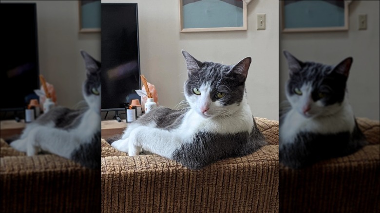 Gray and white cat sitting like human on a couch.