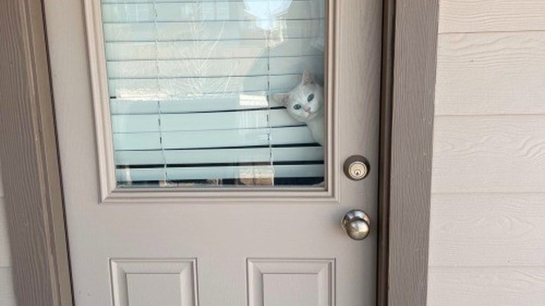 White cat looking out door window with shades.