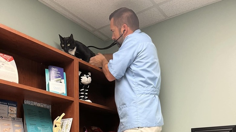 Veterinarian stands on top of a counter to treat a nervous cat who is on top of shelves.