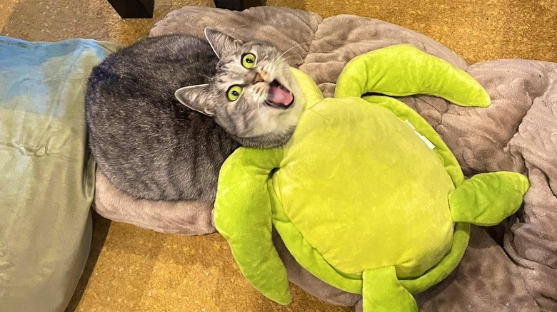 Surprised cat sleeping on stuffed turtle.