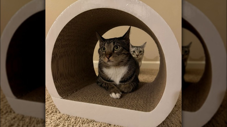 cat hiding behind other cat.