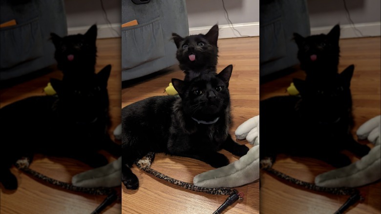 black kitten holding onto older cat.