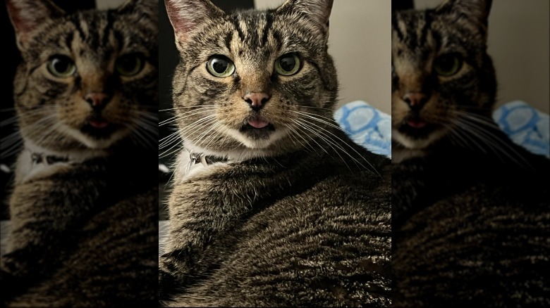 cat caught on camera mid-lick.