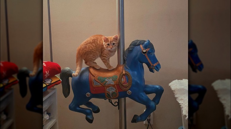 cat standing on plastic horse from merry-go-round.