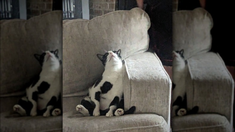 cat on couch talking to therapist.