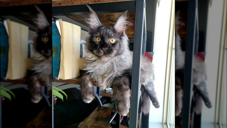 Maine Coon cat looks like a werewolf.