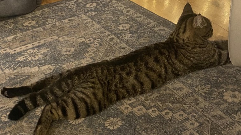 cat stretched out on stomach.