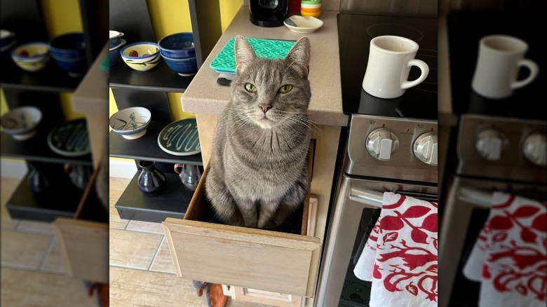 cat sitting in utensil drawer.