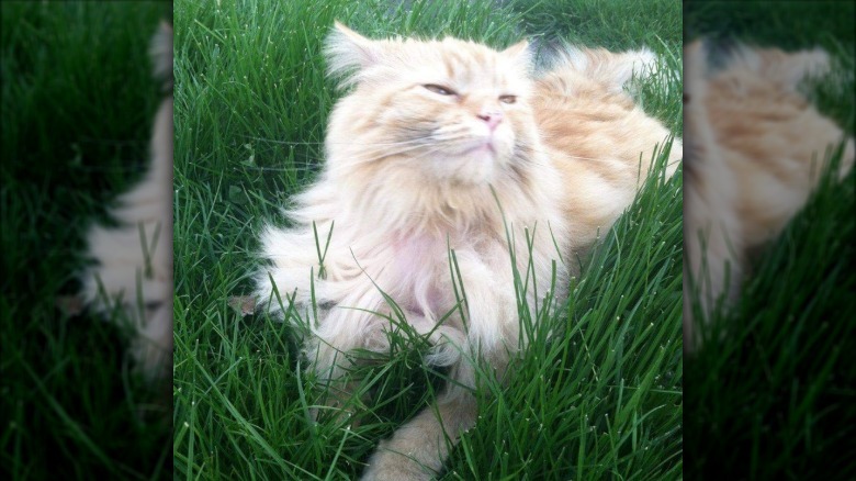 cat with gorgeous hair.
