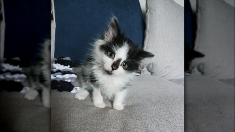tiny tuxedo kitten with big whiskers.