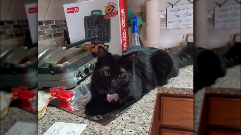 cat sitting on aluminum foil.