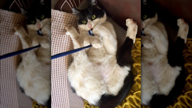 silly cat playing with string.