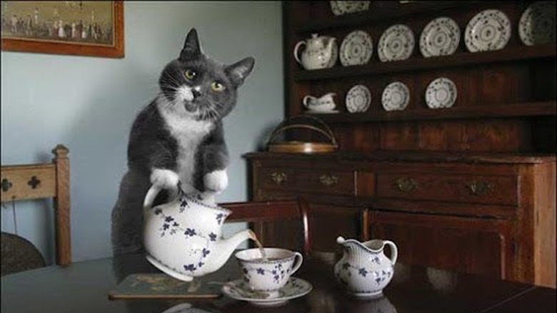 cat pouring tea into tea cup.