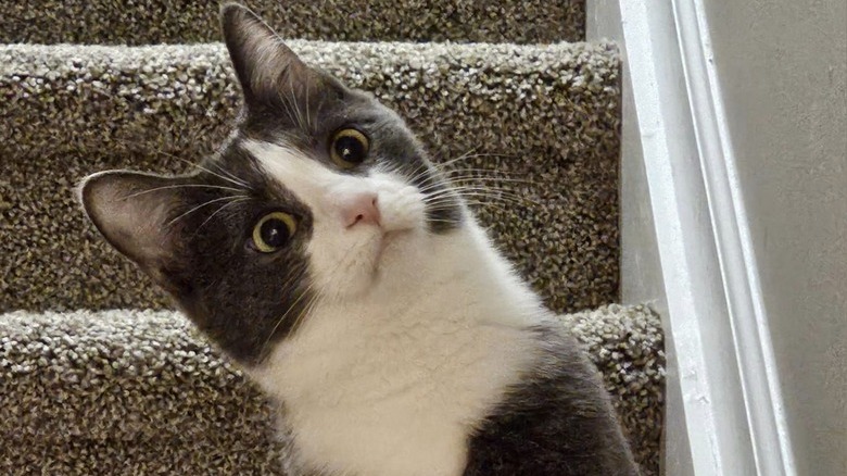 expressive cat with funny head tilt.