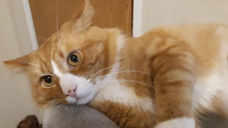 cat and human both have anxiety.