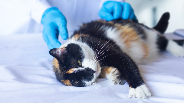 Blue-gloved hands touching a tortoiseshell cat on an exam table.