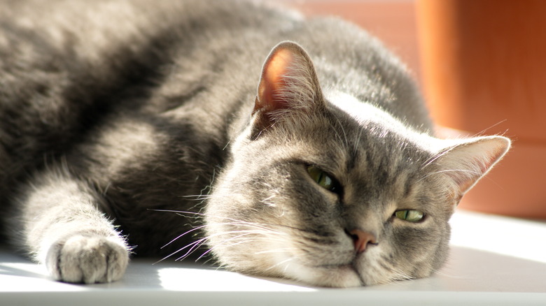 A gray cat lying on the floor with sunlight on its back A