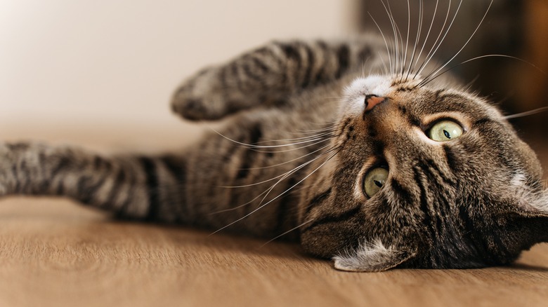 A brown tabby cat lying on its back on a hardwood floor.