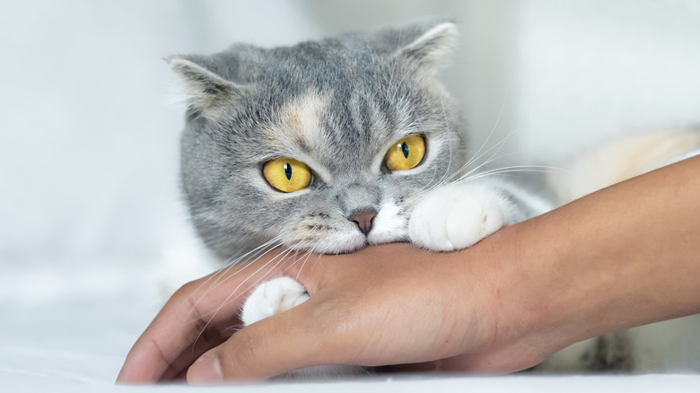 A gray and white cat biting someone's hand.