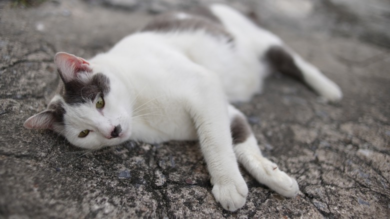 A white cat with black spots lying on asphalt.