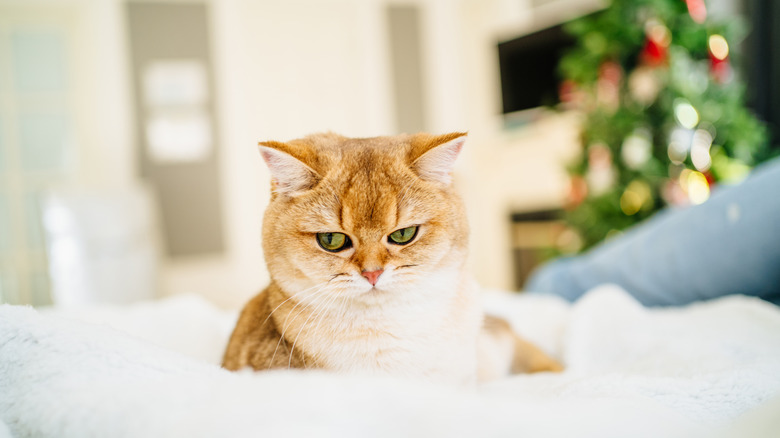 An orange cat lying on a thick white blanket.