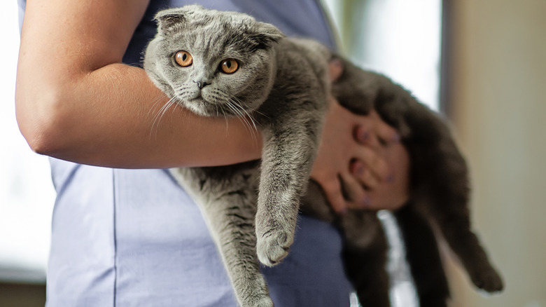 Someone in a purple shirt carrying a dark gray cat.